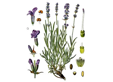mountainroseherbs20260525081640780282