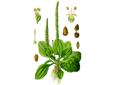 mountainroseherbs20260525082951781737