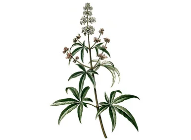 mountainroseherbs20260525083714782424