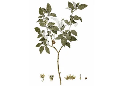 mountainroseherbs20260525085652784519