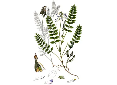 mountainroseherbs20260525090505785428