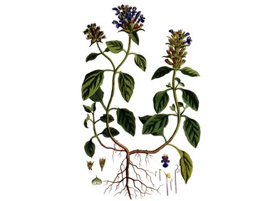 mountainroseherbs20260525091212786280