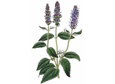 mountainroseherbs20260525152314829533