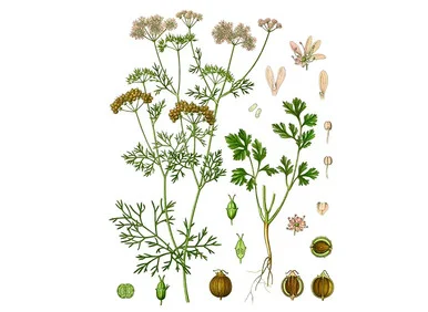 mountainroseherbs20260525165225837063