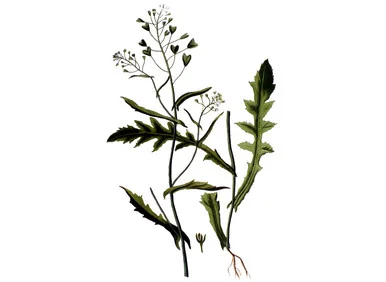 mountainroseherbs20260525173427840959