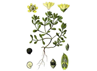 mountainroseherbs20260525174329841868